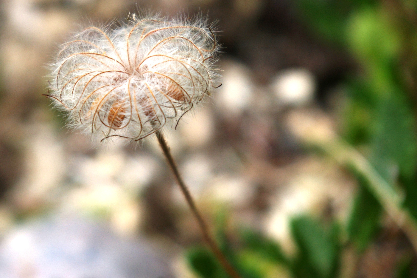 Image of Dryas octopetala specimen.