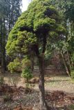 Picea glauca. Взрослое растение. Украина, г. Киев, дендропарк, в культуре. 15.03.2017.