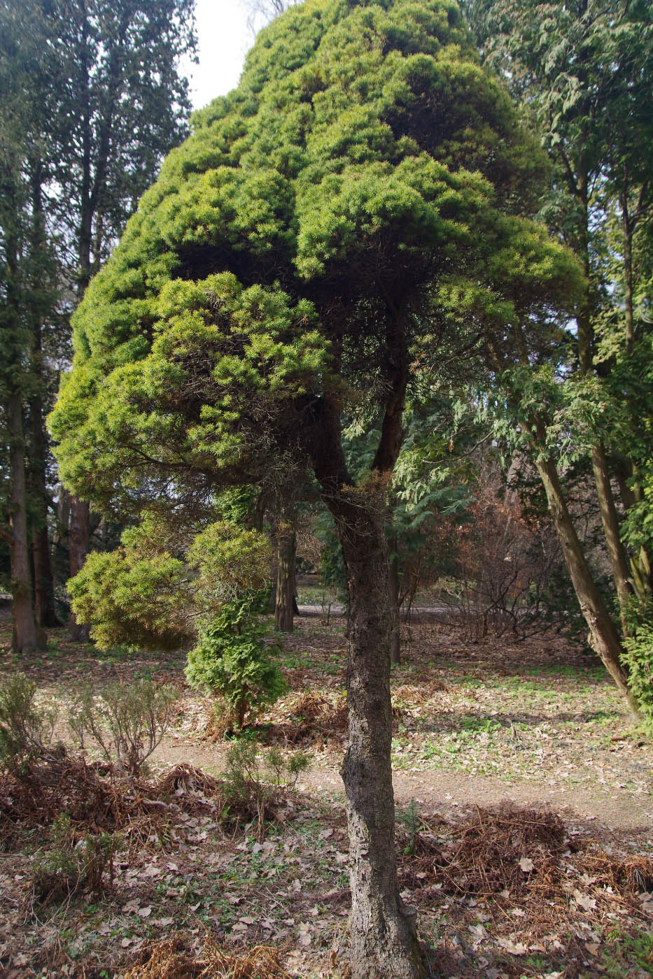 Изображение особи Picea glauca.