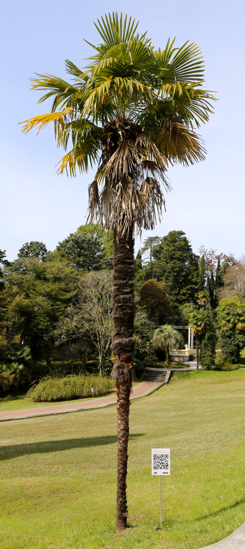 Image of Trachycarpus fortunei specimen.