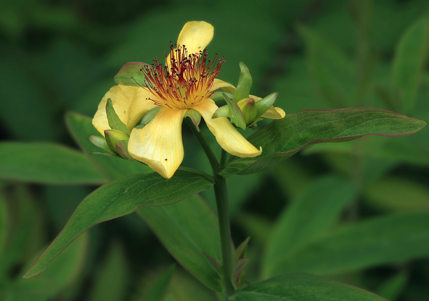 Image of Hypericum gebleri specimen.