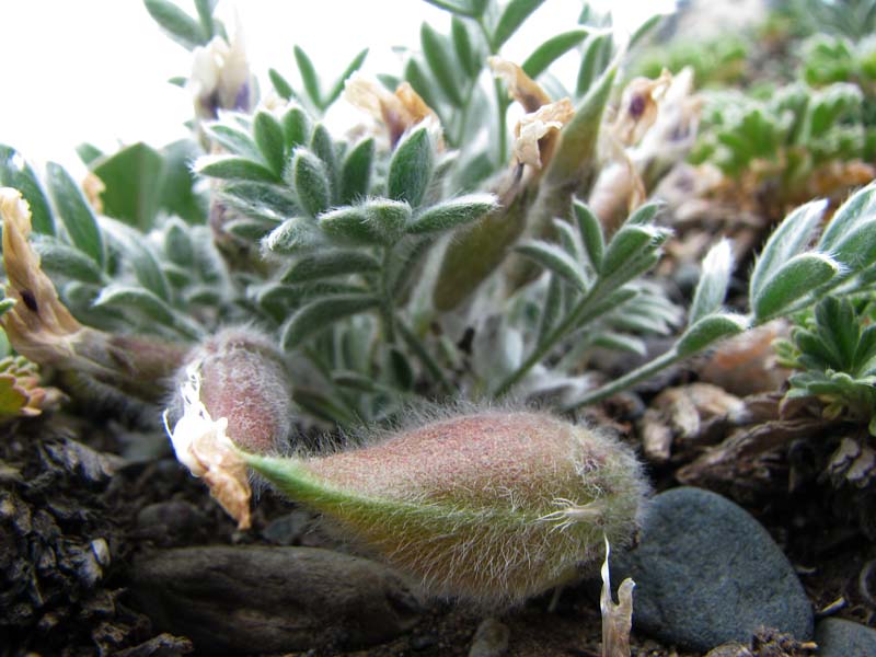 Image of Oxytropis malacophylla specimen.