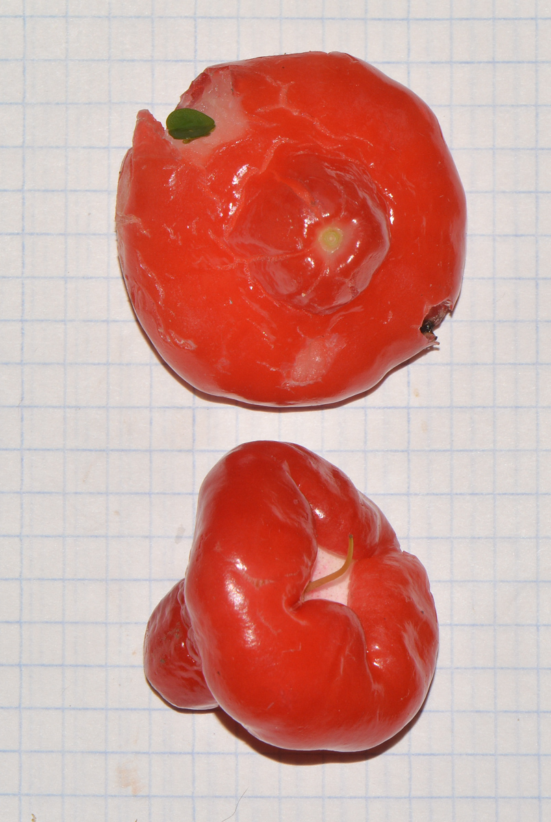 Image of Syzygium aqueum specimen.