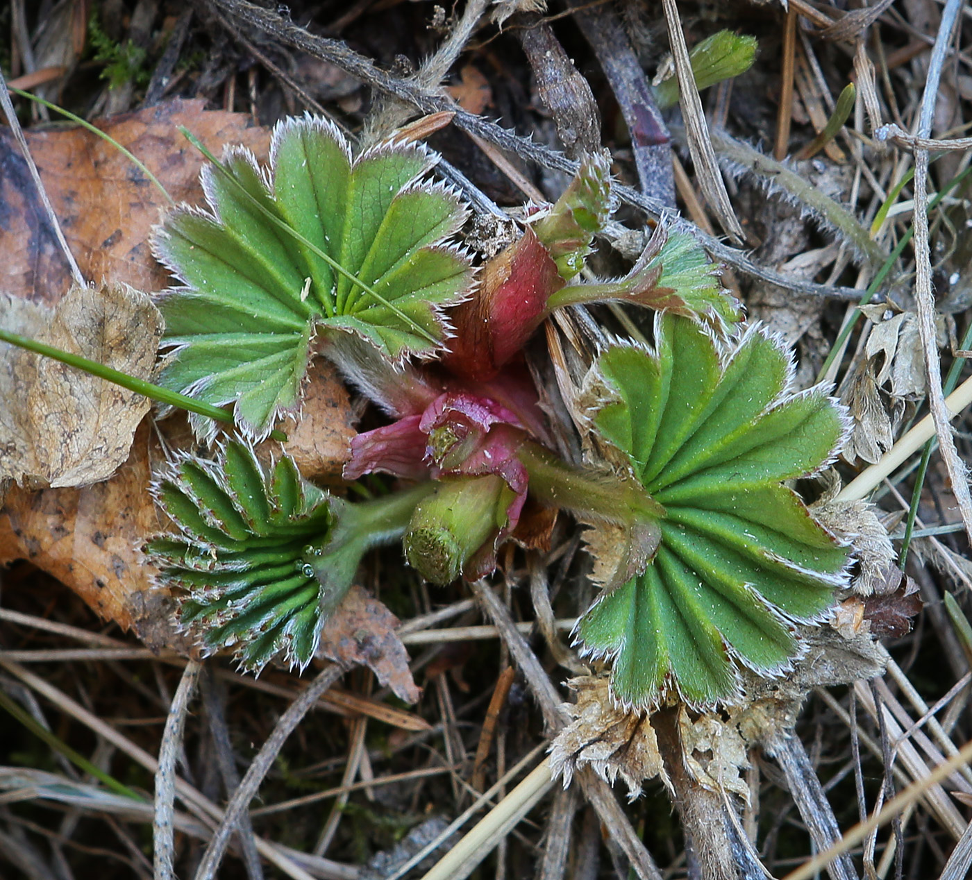 Изображение особи род Alchemilla.