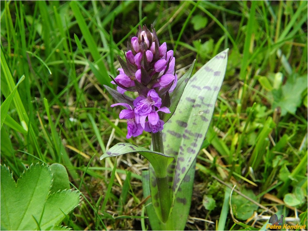 Image of Dactylorhiza majalis specimen.