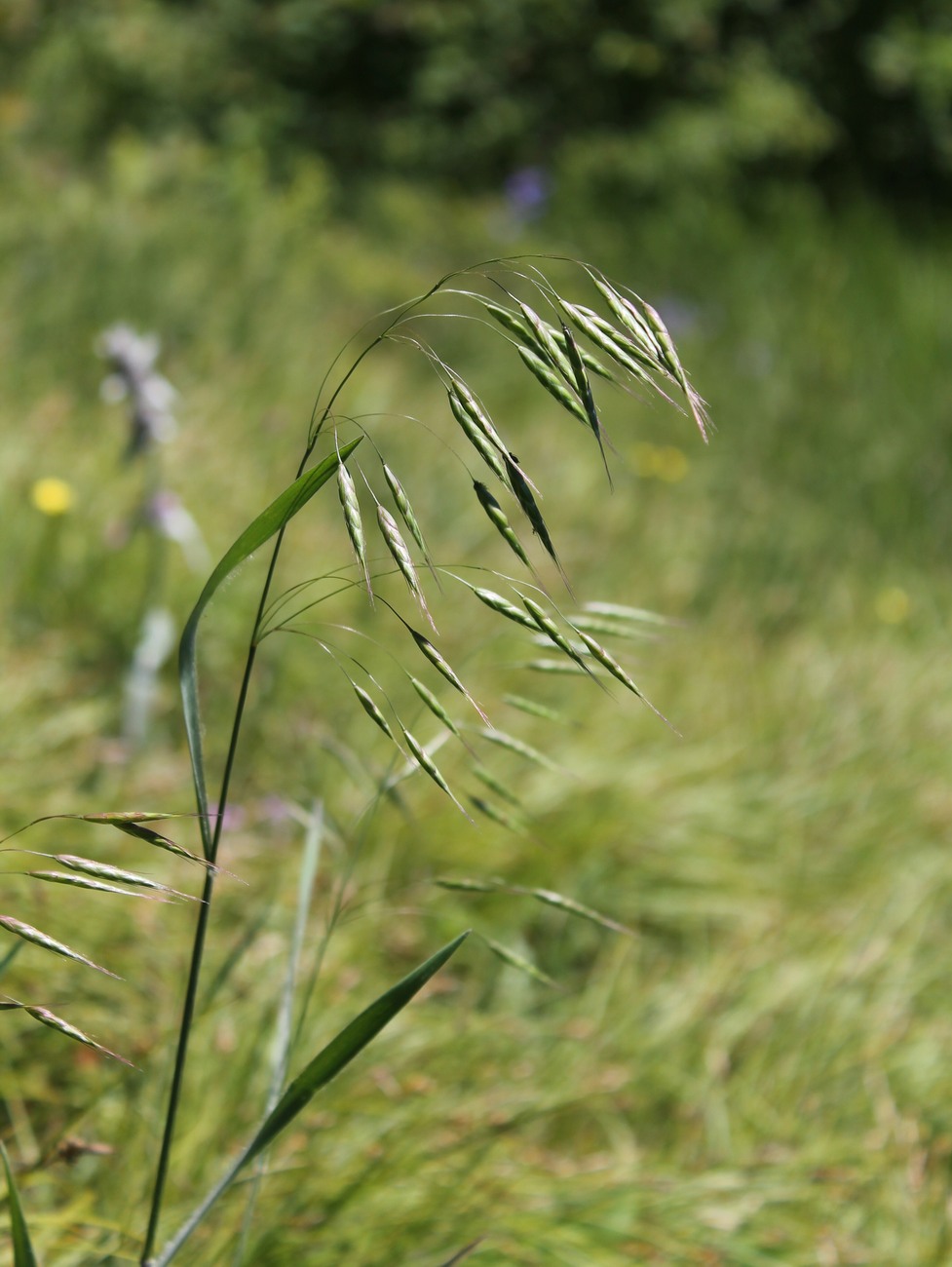 Image of genus Bromus specimen.