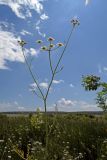 Oenanthe silaifolia