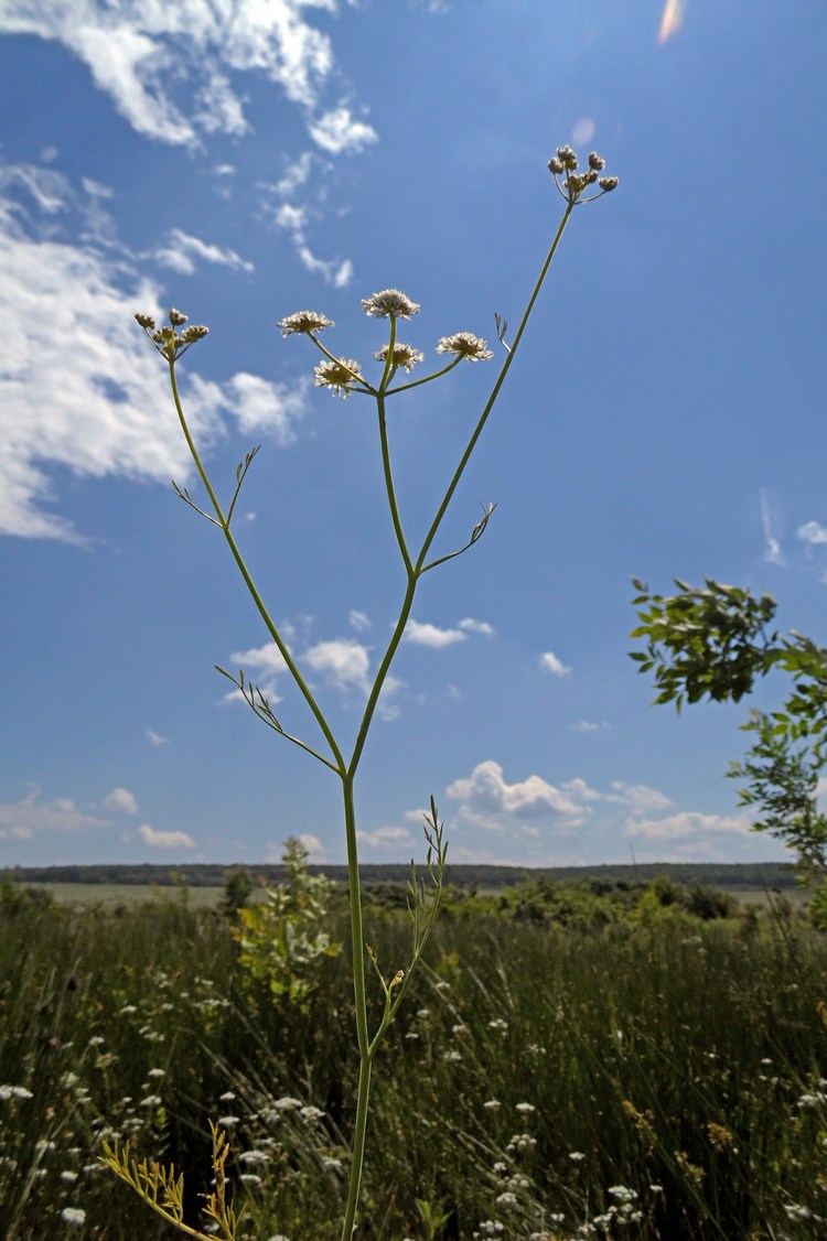 Image of Oenanthe silaifolia specimen.