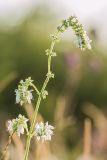 Salvia nutans. Верхушка растения с соцветиями (белоцветковая форма). Ростовская обл., Усть-Донецкий р-н, окр. станицы Раздорская, степной склон. 07.06.2017.