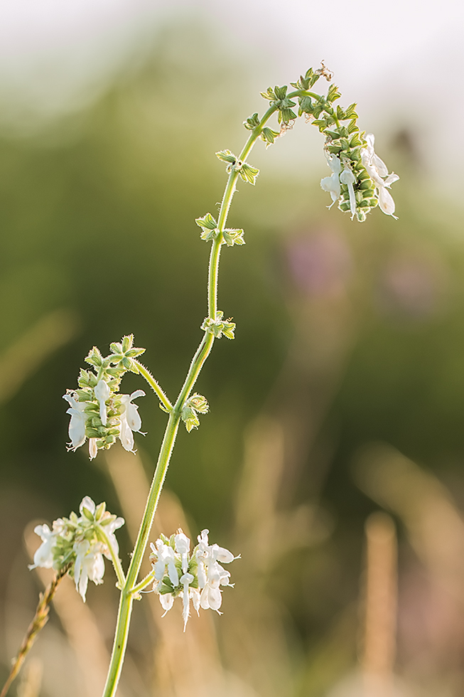 Изображение особи Salvia nutans.