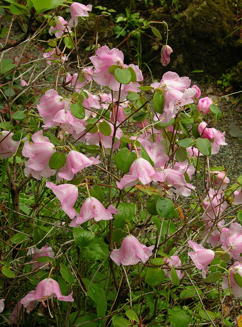 Image of Rhododendron williamsianum specimen.