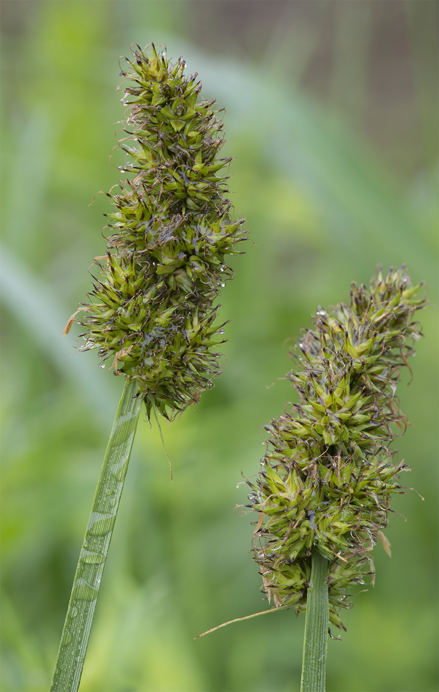 Изображение особи Carex vulpina.