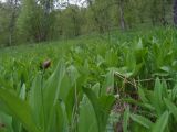 Allium victorialis