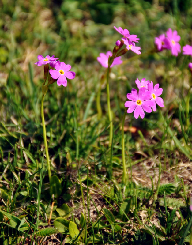 Изображение особи Primula nutans.