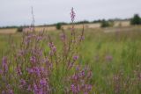 Lythrum virgatum