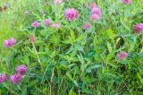 Trifolium medium