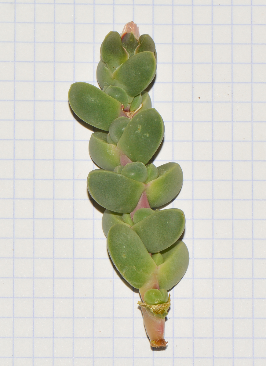 Image of Corpuscularia lehmannii specimen.