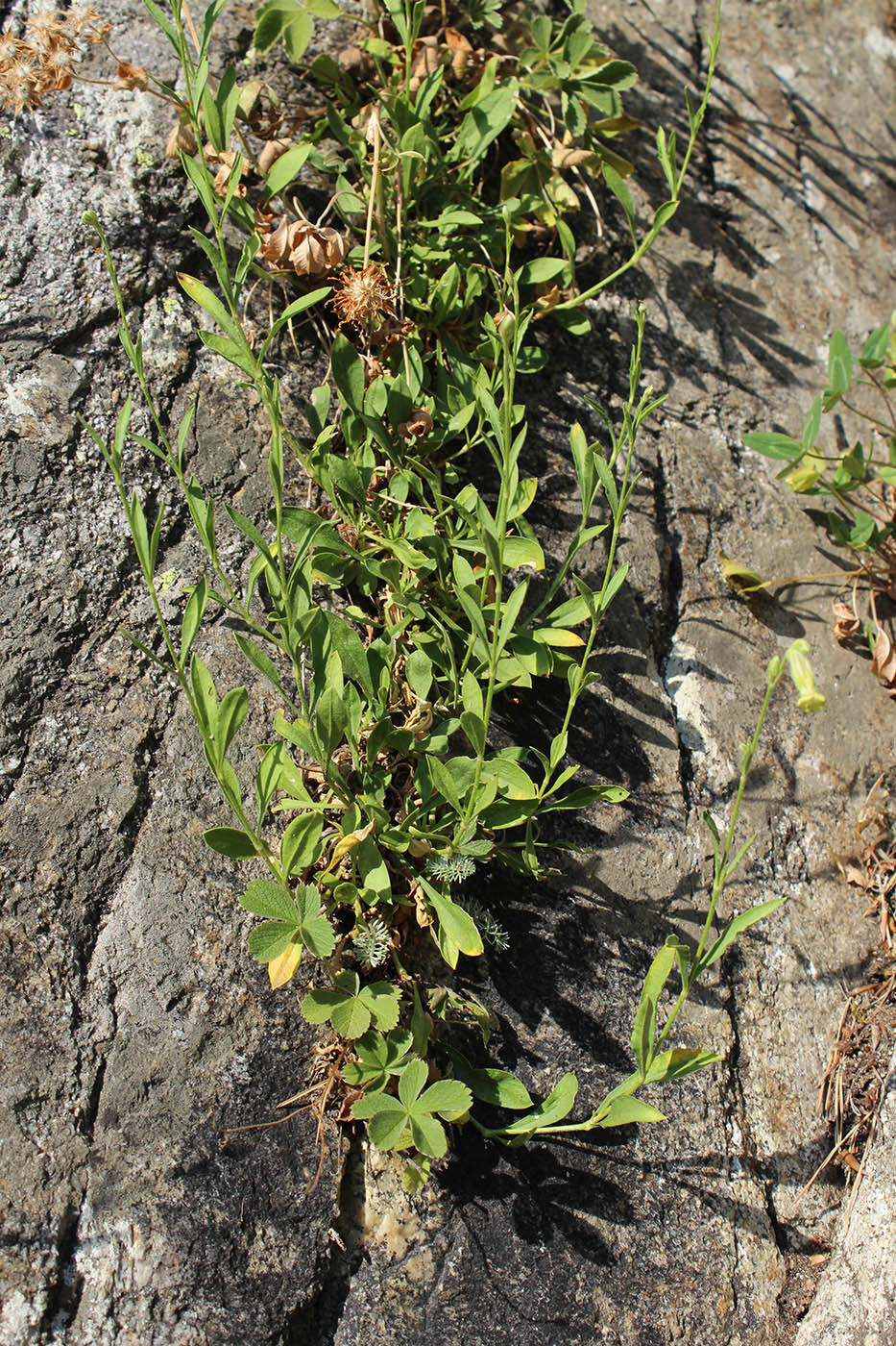 Image of Silene kubanensis specimen.