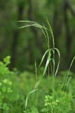 Elymus ciliaris