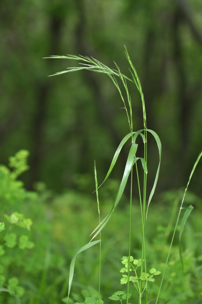 Изображение особи Elymus ciliaris.