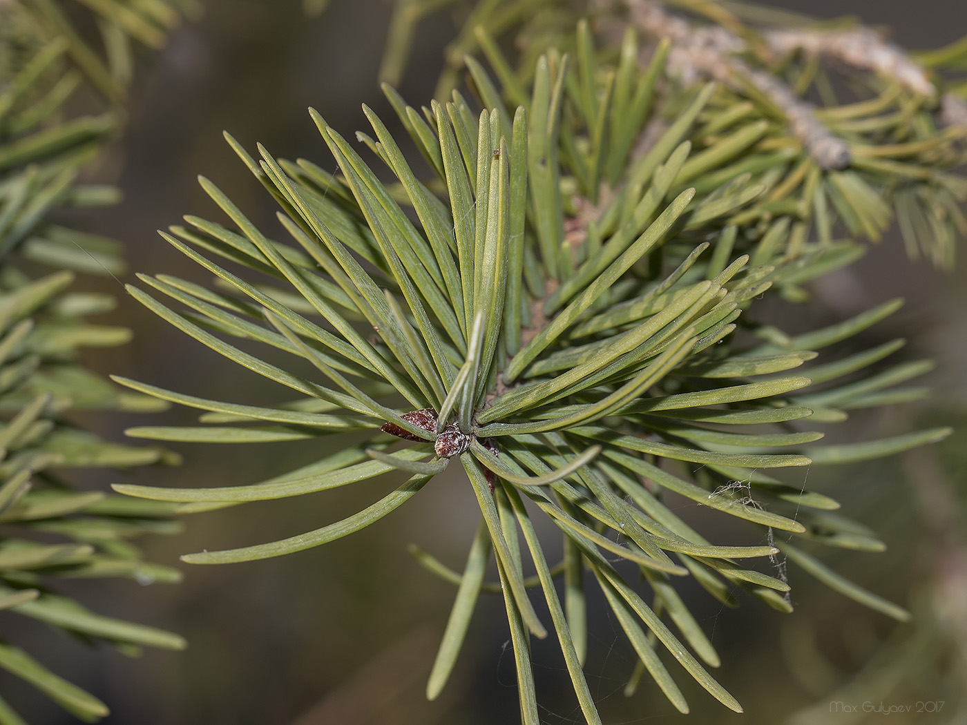 Изображение особи Pseudotsuga menziesii.