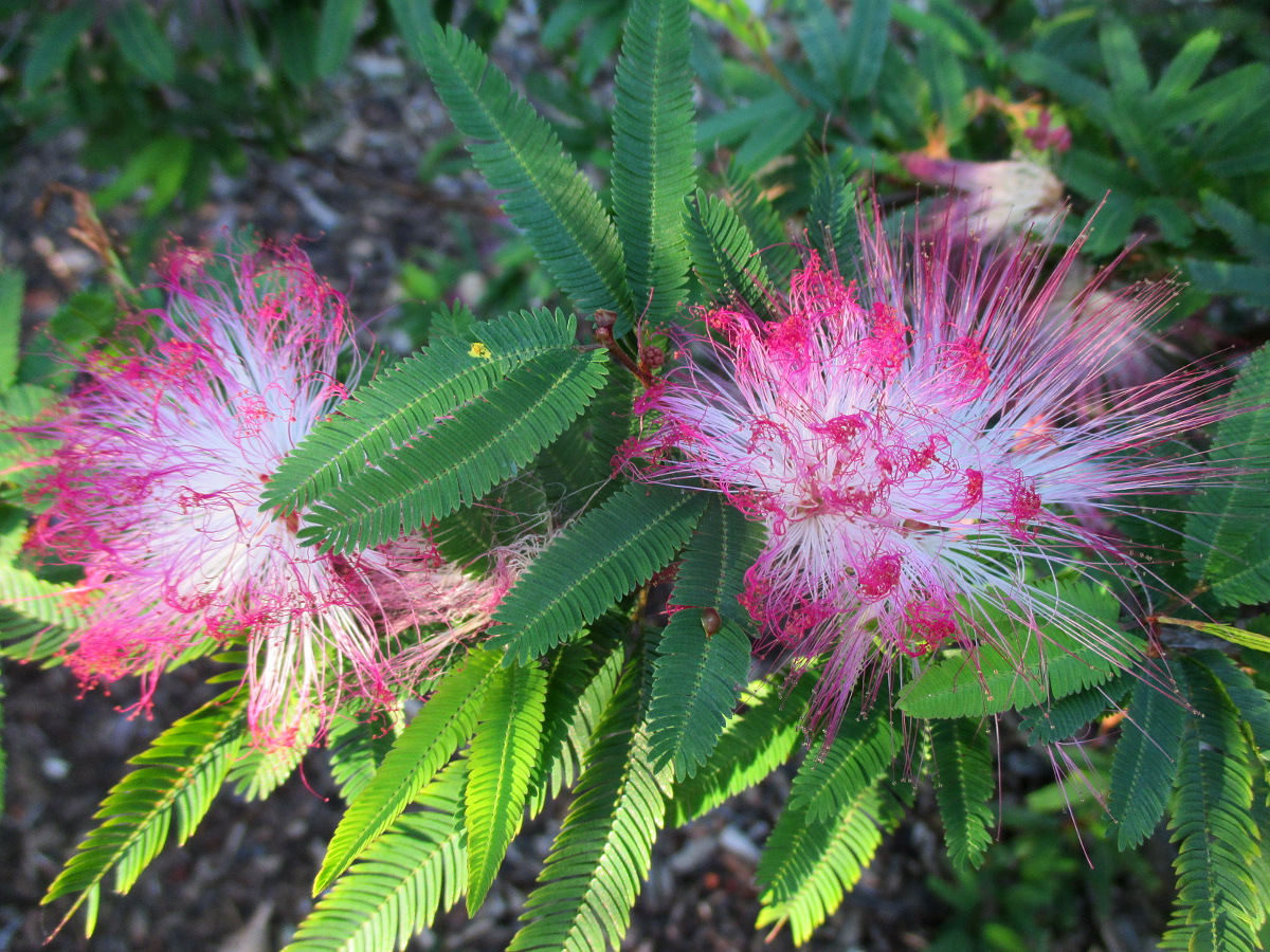 Изображение особи Calliandra brevipes.