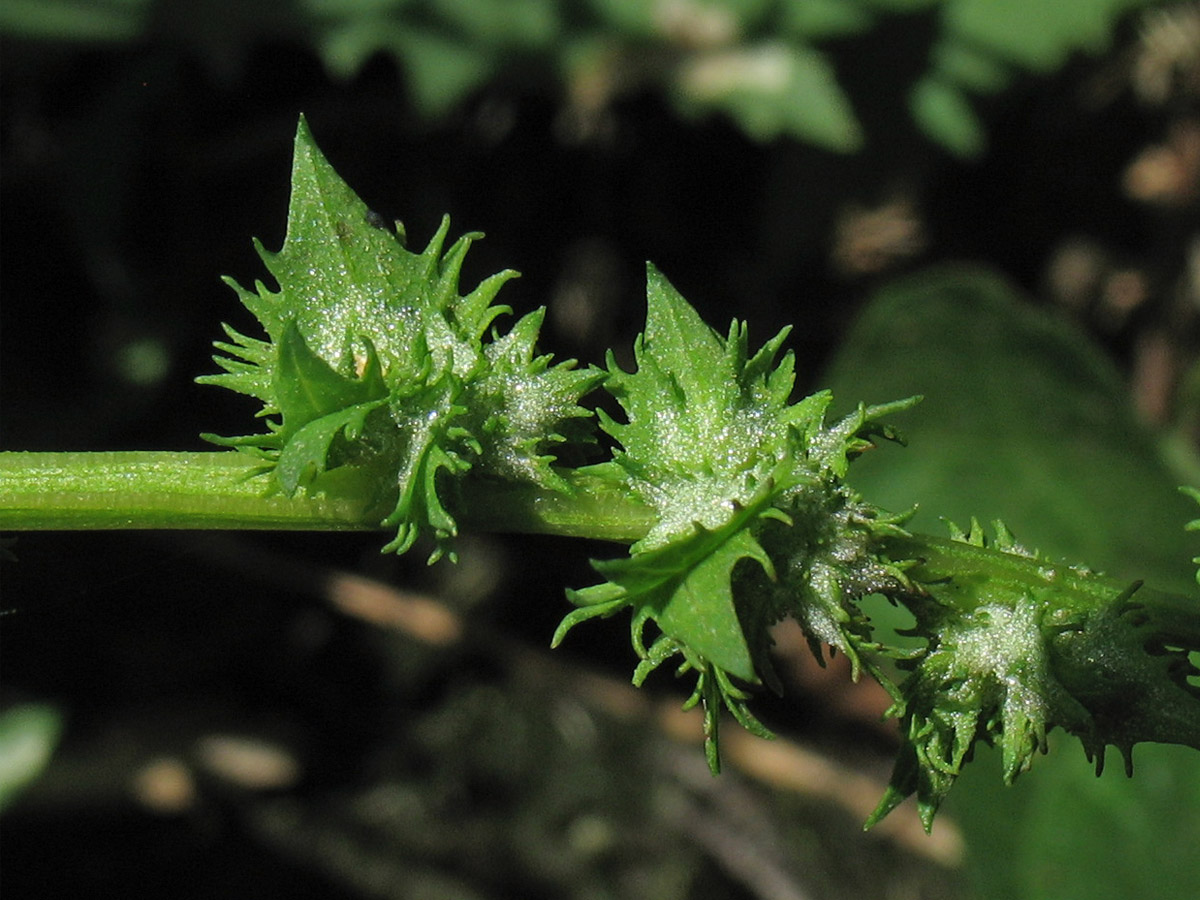 Image of Atriplex calotheca specimen.