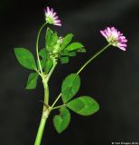 Trifolium resupinatum. Цветущий побег. Азербайджан, окр. Масаллы. 14.04.2010.