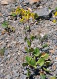 Ligularia thomsonii. Цветущее растение. Таджикистан, Фанские горы, верховья р. Чапдара, ≈ 3000 м н.у.м., каменистый склон. 31.07.2017.