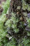 Atrichum undulatum