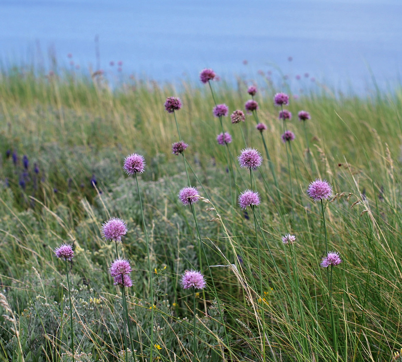 Изображение особи Allium lineare.