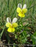 Viola tricolor ssp. alpestris