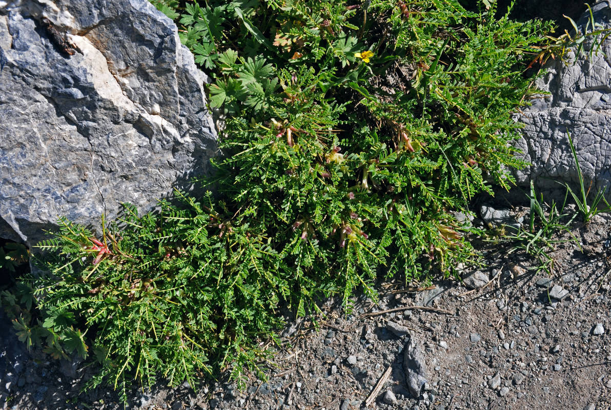 Image of genus Astragalus specimen.