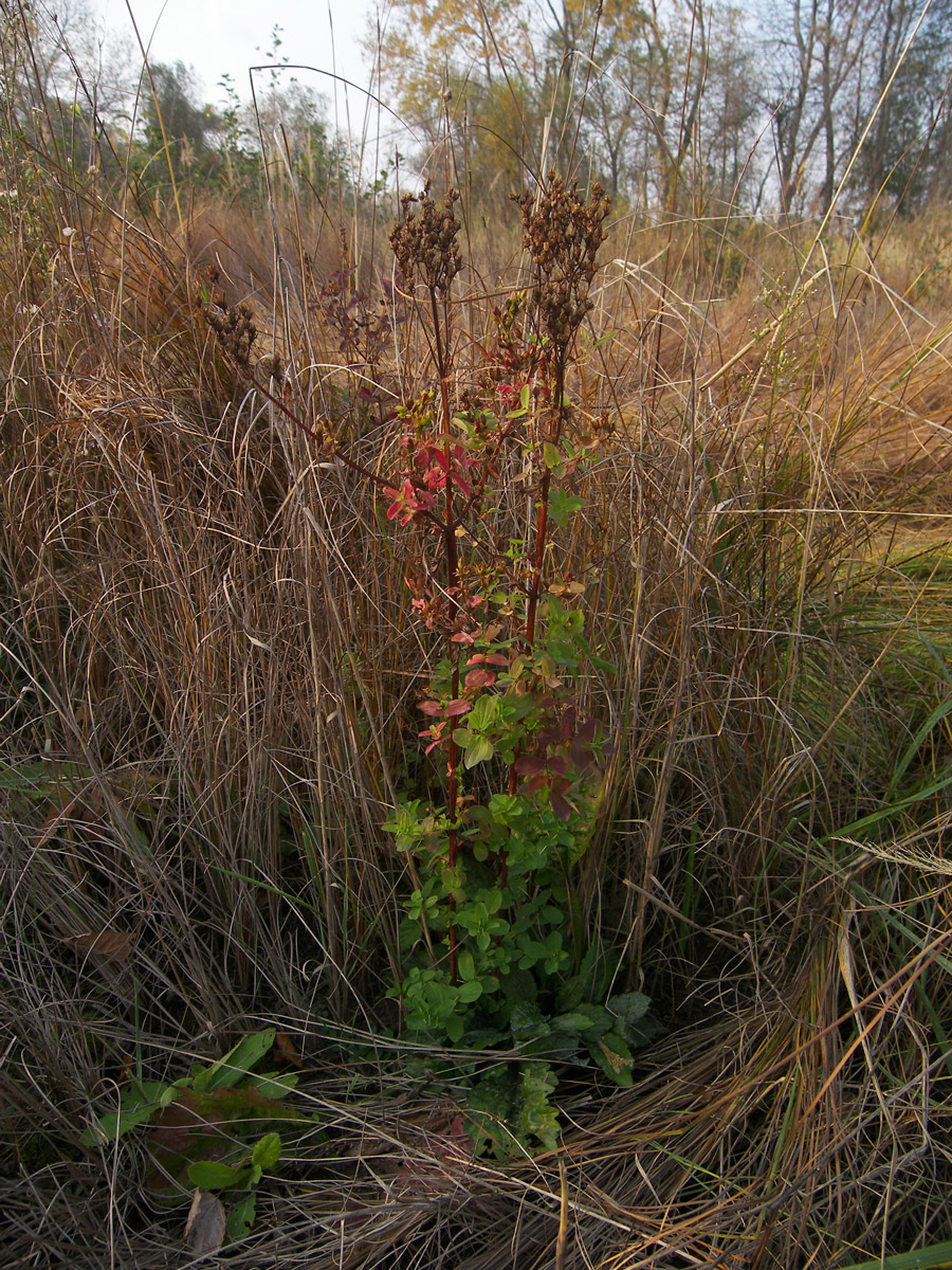 Image of Hypericum tetrapterum specimen.