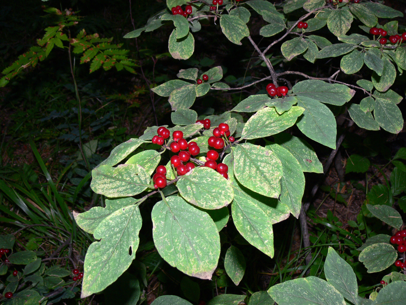 Image of Lonicera xylosteum specimen.
