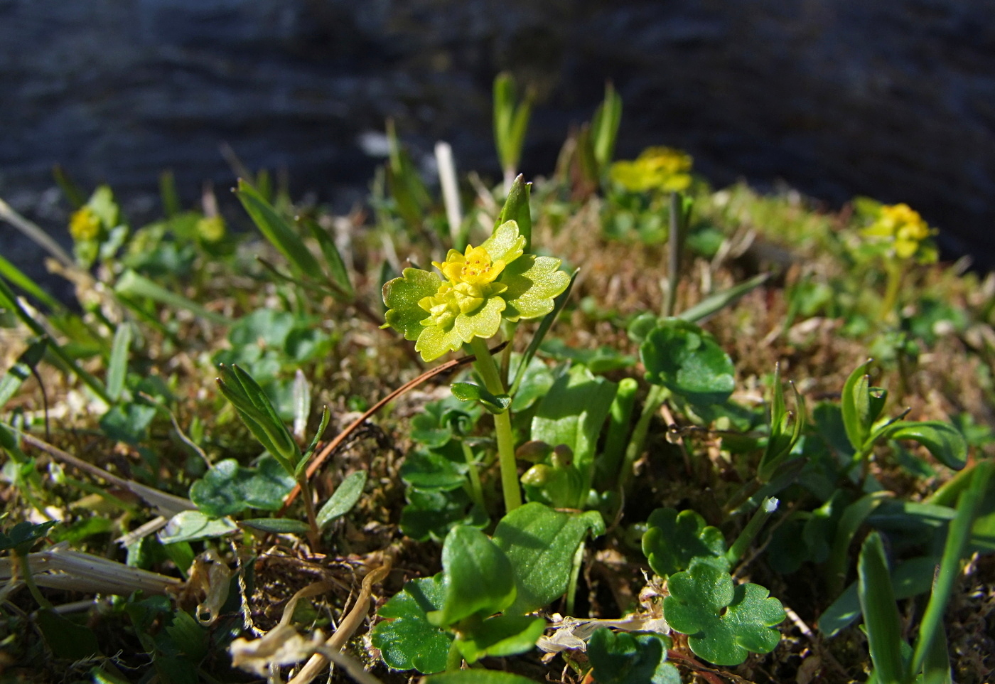 Image of Chrysosplenium sibiricum specimen.