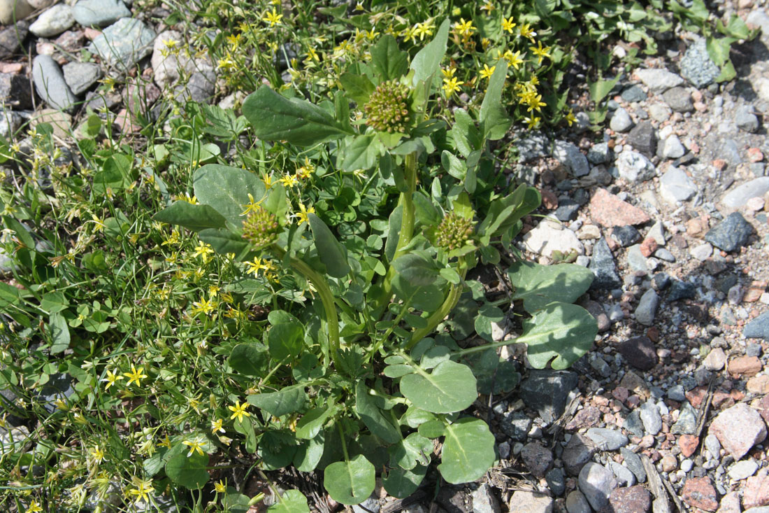 Image of Barbarea arcuata specimen.