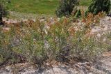 Atraphaxis pyrifolia. Плодоносящие растения. Таджикистан, Фанские горы, долина р. Чапдара, ≈ 2500 м н.у.м., осыпающийся сухой склон над пойменной террасой. 03.08.2017.