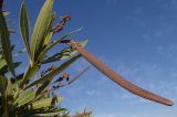 Nerium oleander