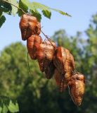 Koelreuteria paniculata. Плоды. Крым, Сакский р-н, окр. пос. Прибрежное, парк при аграрном колледже. 21.08.2017.