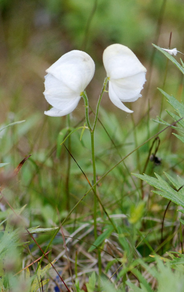 Image of Aconitum delphiniifolium specimen.