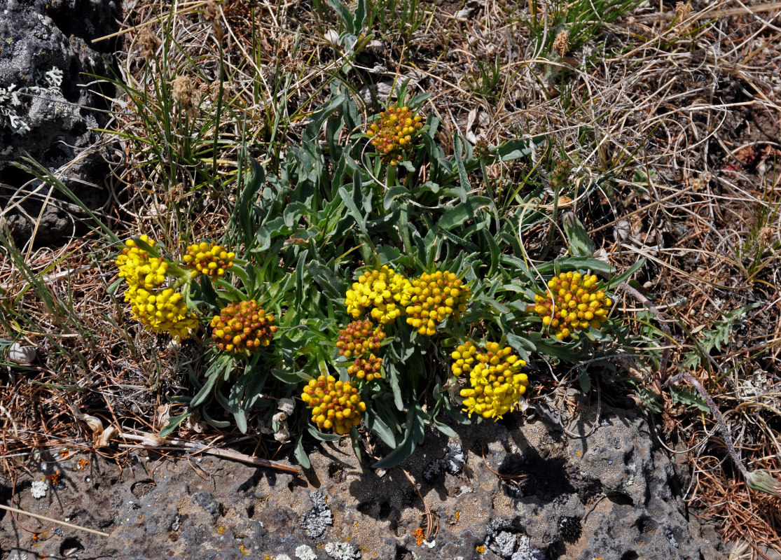 Image of Patrinia sibirica specimen.