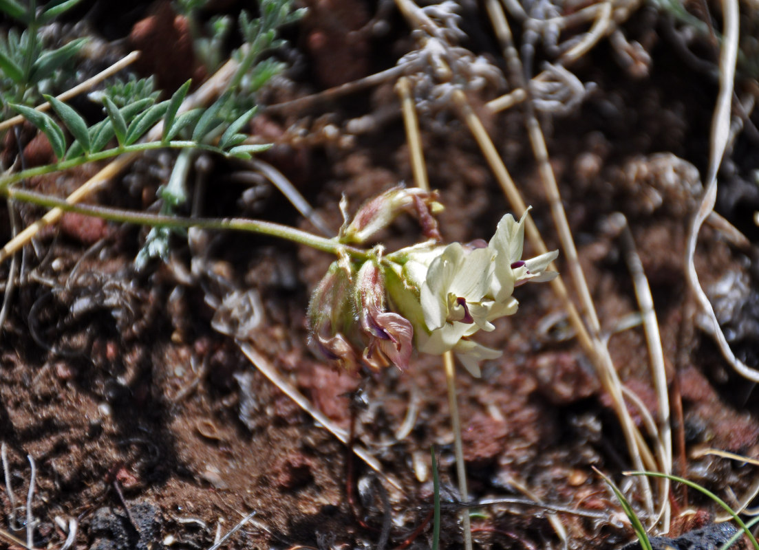 Image of Astragalus vaginatus specimen.