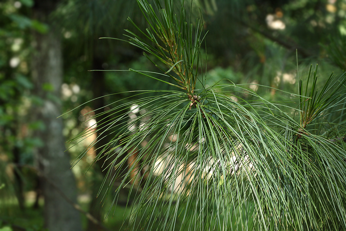 Изображение особи Pinus wallichiana.