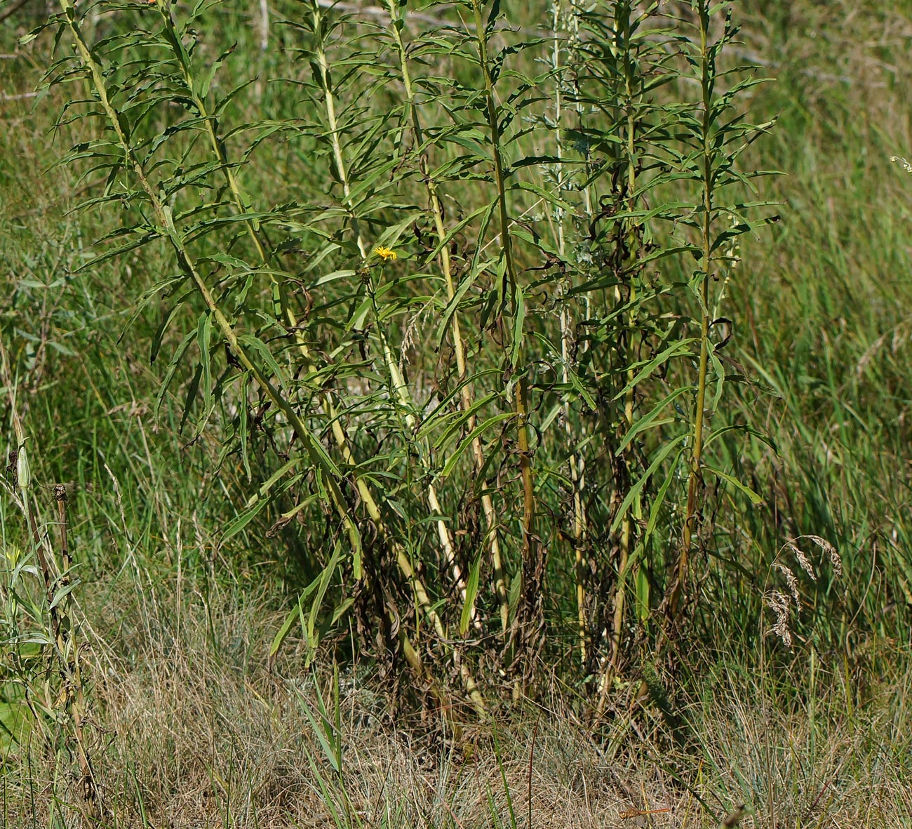 Изображение особи Hieracium umbellatum.