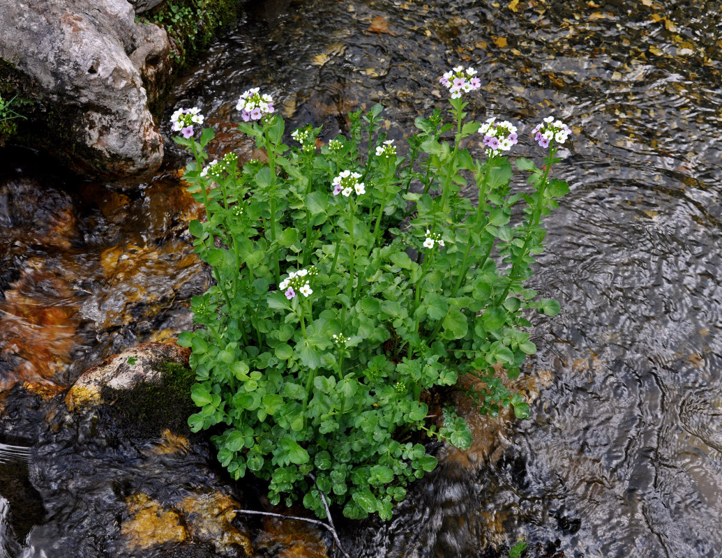 Image of Cardamine seidlitziana specimen.