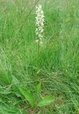 Platanthera bifolia. Цветущее растение. Московская обл., Истринский р-н, Павловская слобода, опушка ельника. 17.06.2007.