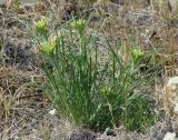 Erysimum flavum