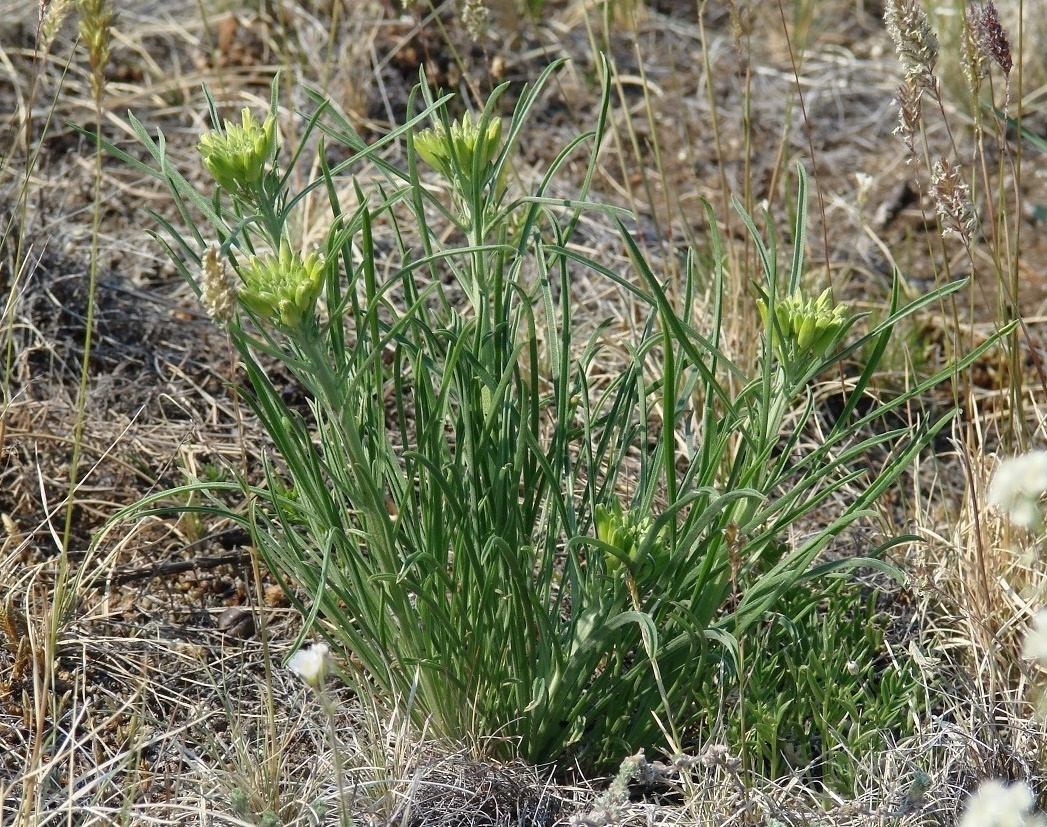 Image of Erysimum flavum specimen.