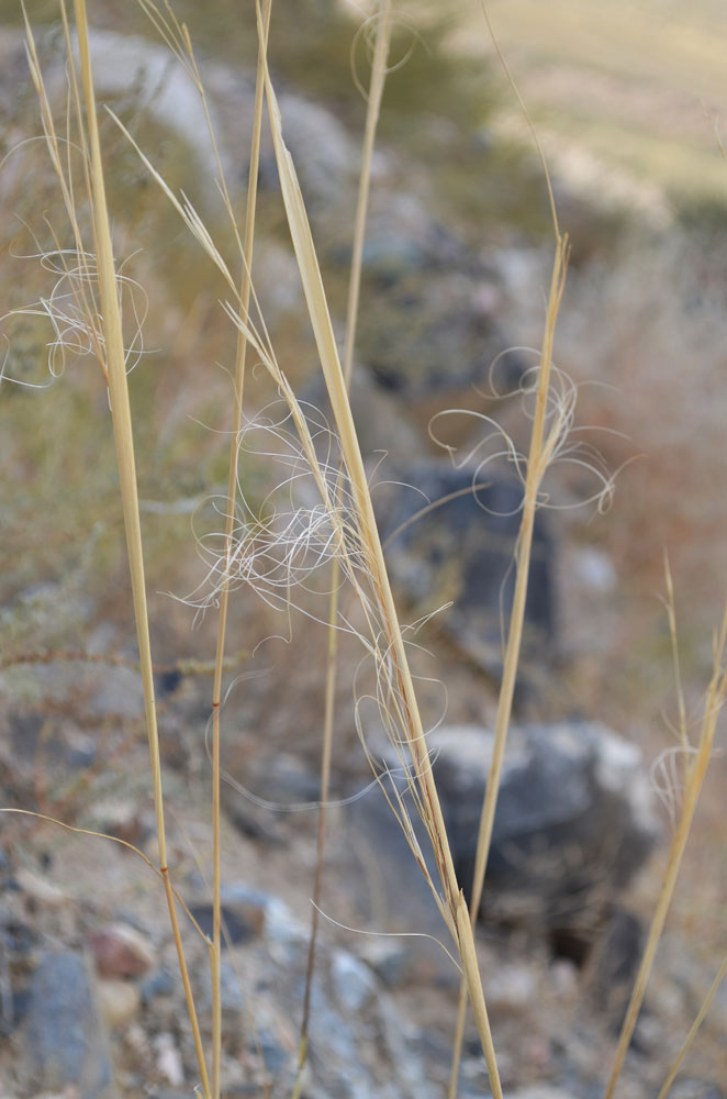 Изображение особи Stipa capillata.